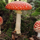 Illustration for article titled The Mushrooms You See In Every Children's Book Are Psychoactive